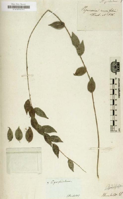  Herbarium